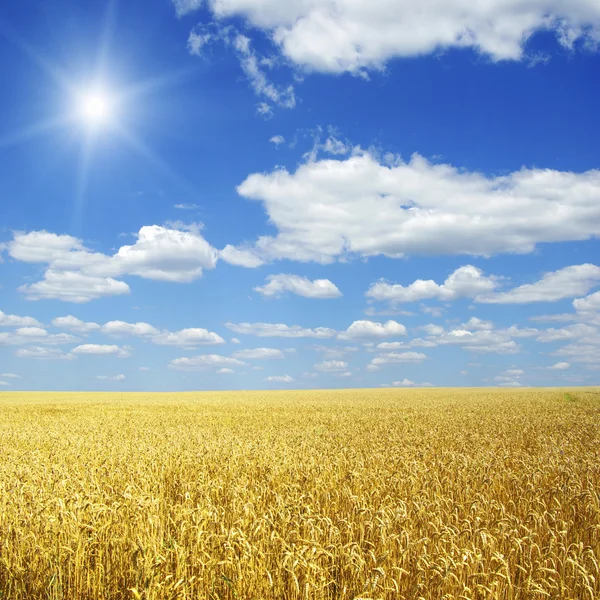 Campo de trigo e céu azul com sol — Fotografia de Stock