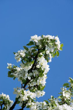 kiraz ağacı çiçek