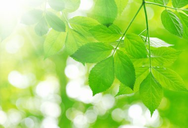 yeşil yapraklar arkaplan