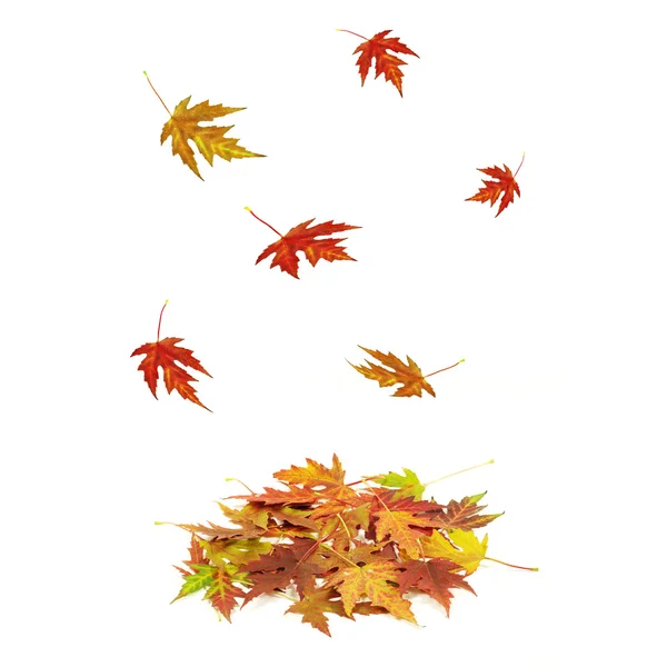 Falling autumn  leaves — Stock Photo, Image