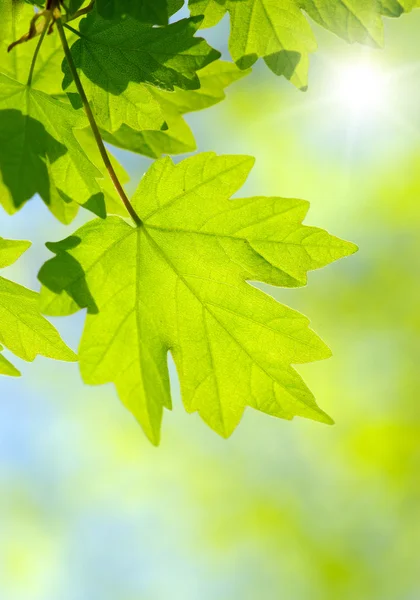 Green leaves  background — Stock Photo, Image