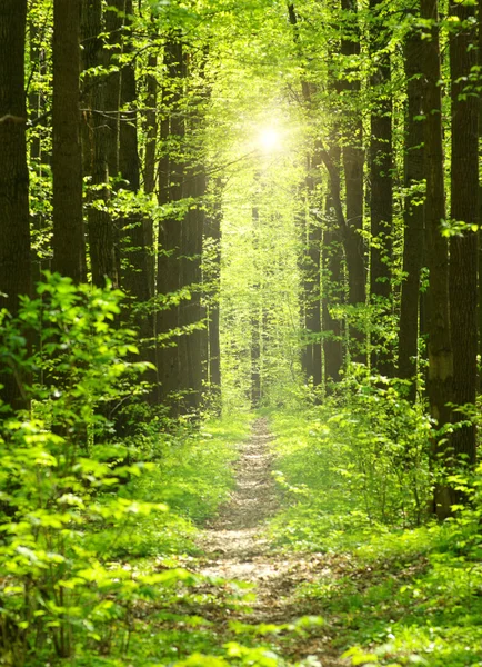 Summer morning forest — Stock Photo, Image