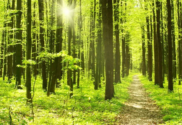 Summer morning forest — Stock Photo, Image