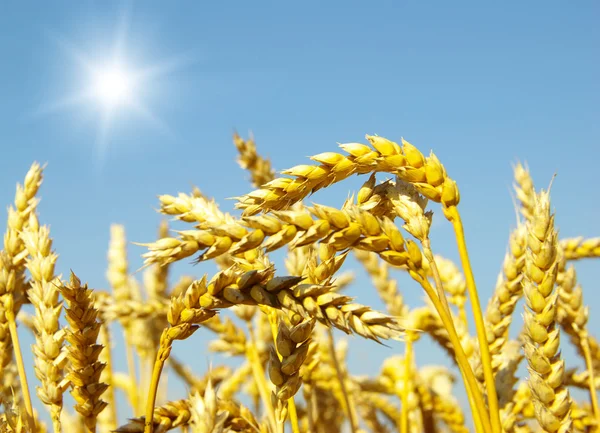 Goldweizenähren — Stockfoto