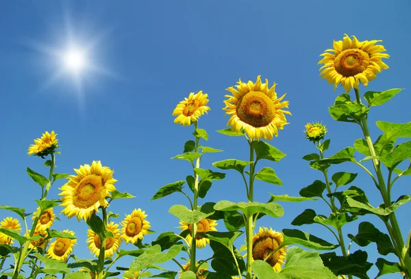 Blossoming  sunflowers in summer — Stock Photo, Image