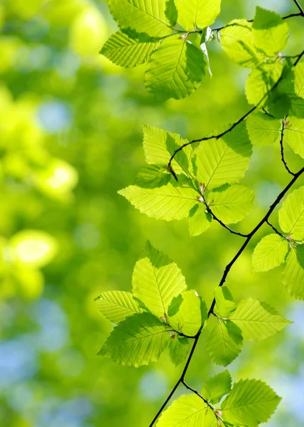 Hojas verdes fondo —  Fotos de Stock