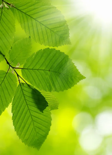 Folhas verdes fundo — Fotografia de Stock