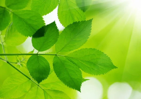 Gröna blad bakgrund — Stockfoto