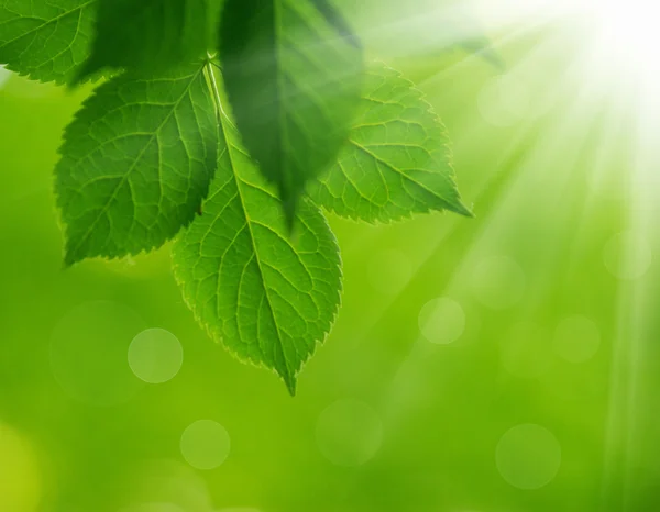 Green leaves  background — Stock Photo, Image