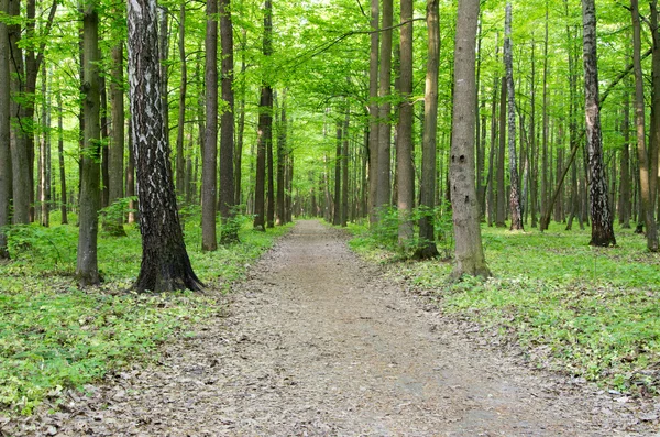 Sommar morgon skog — Stockfoto