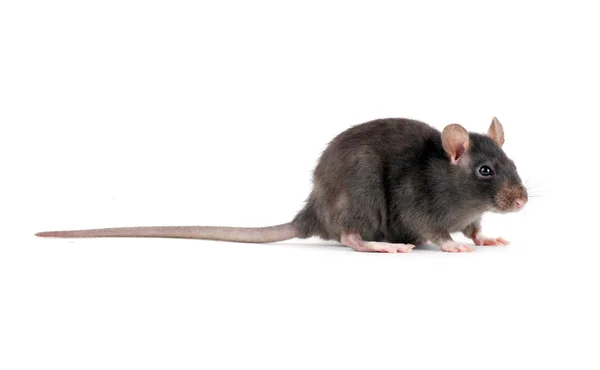 Eine graue Ratte — Stockfoto