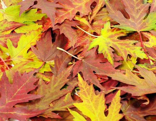 Autumn orange leaves — Stock Photo, Image