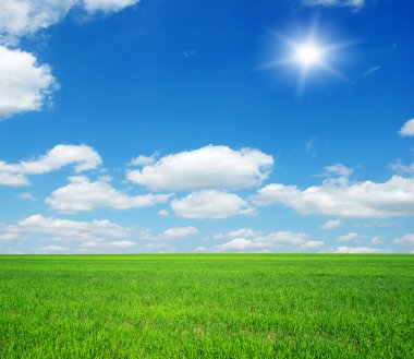 Yazın sonunda tamamen olgunlaşmış buğday tarlaları