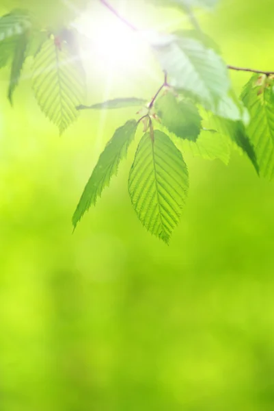 Gröna Blad Över Abstrakt Bakgrund — Stockfoto