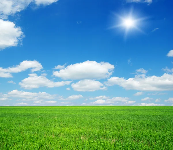 Tarwevelden Aan Het Einde Van Zomer Volledig Rijp — Stockfoto