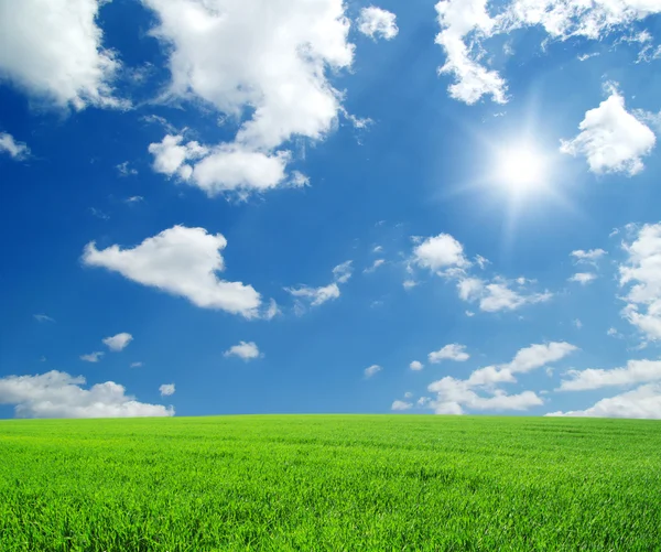 Campo di erba verde e cielo blu brillante — Foto Stock