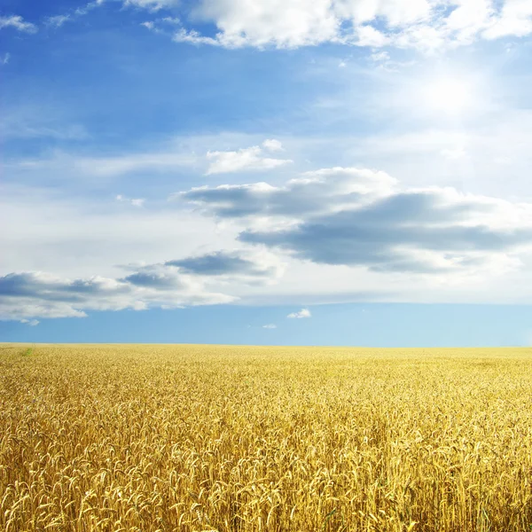 Campo Trigo Cielo Azul Con Sol —  Fotos de Stock