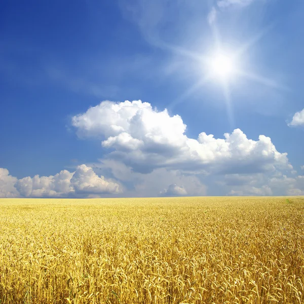 Buğday Tarlası Güneşli Mavi Gökyüzü — Stok fotoğraf