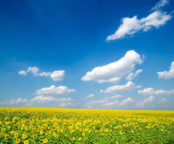 Beautiful Yellow Sunflowers Field Blue Sky — Stockfoto