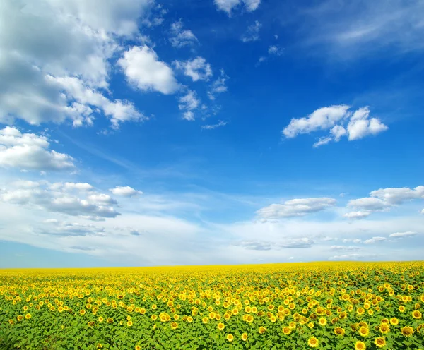 Champ Avec Tournesols Jaunes Sur Ciel Bleu — Photo