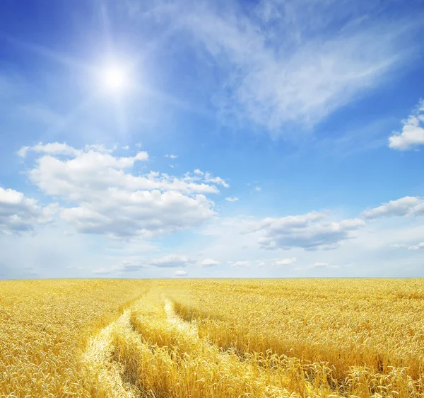 Пшеничне Поле Блакитне Небо Сонцем — стокове фото