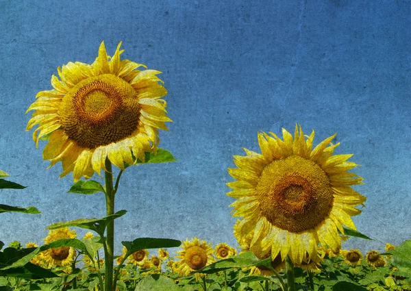 Girasoles Campo Imagen Con Colores Retro —  Fotos de Stock