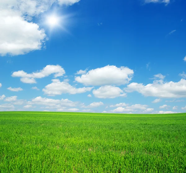 Campo di erba verde e cielo blu brillante — Foto Stock