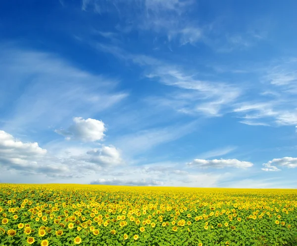 Fält Solrosor Sommaren — Stockfoto