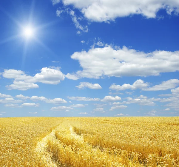 Campo Trigo Cielo Azul Con Sol —  Fotos de Stock