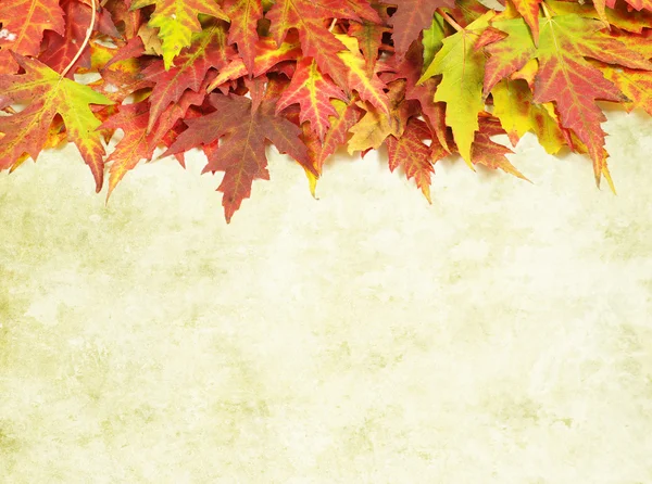 Autumn background — Stock Photo, Image