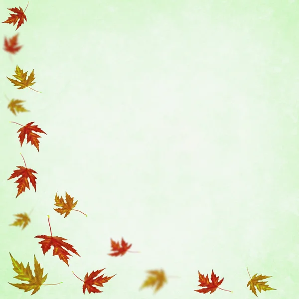 抽象背景与秋枫树叶子 — 图库照片