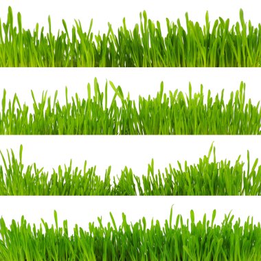 Beyaz arkaplanda izole edilmiş çimen dizisi