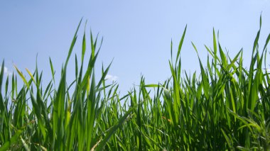 Yeşil çimenler ve bulutlu gökyüzü