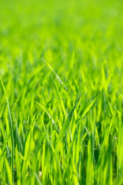 seçici odak ile yeşil çim arka plan