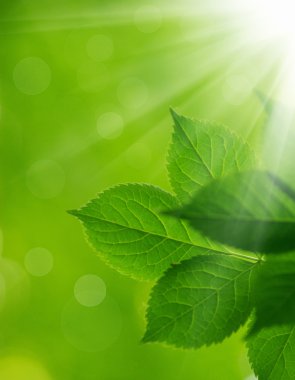 Yeşil yapraklar yeşil arka planlar