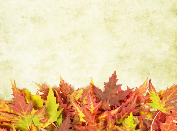 Abstract Background Autumn Maple Leaves — Stock Photo, Image