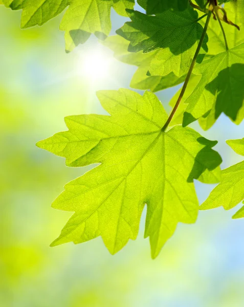 Zielonych liści na zielonym tle — Zdjęcie stockowe