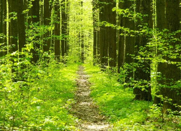 Bela paisagem florestal pela manhã — Fotografia de Stock