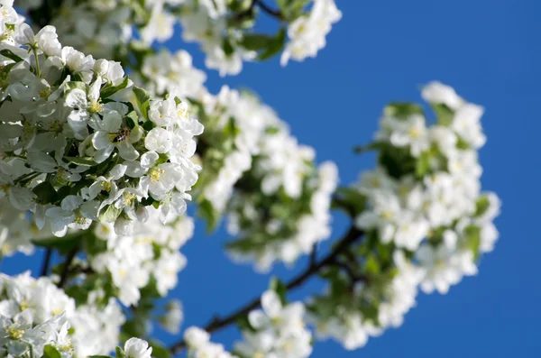 Flor Primavera Manzano Con Flores Blancas — Foto de Stock