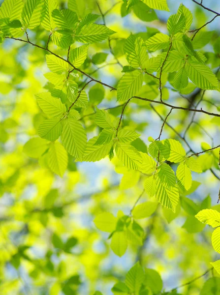 Hojas verdes en los fondos verdes — Foto de Stock