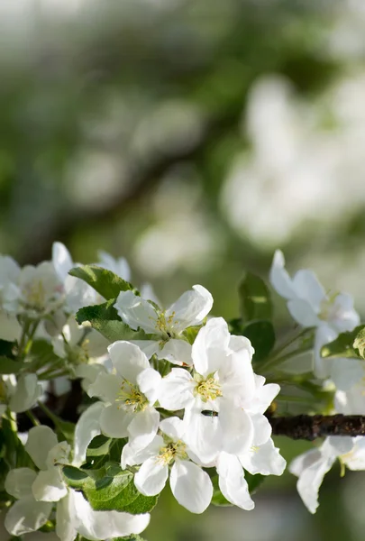 Fleur Printanière Pommier Aux Fleurs Blanches — Photo