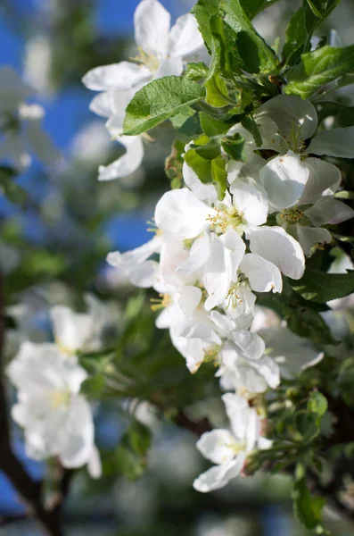 Gros Plan Sur Brindille Fleurs Blanches Fleurs — Photo