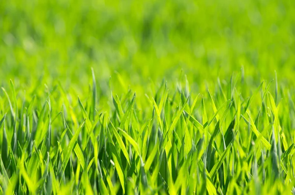 Green grass — Stock Photo, Image