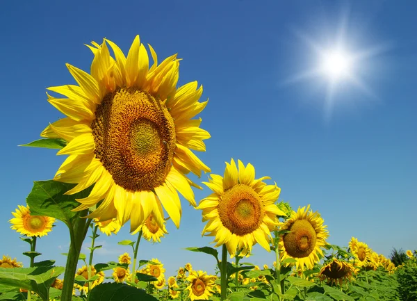 Field of sunflowers — Stock Photo, Image