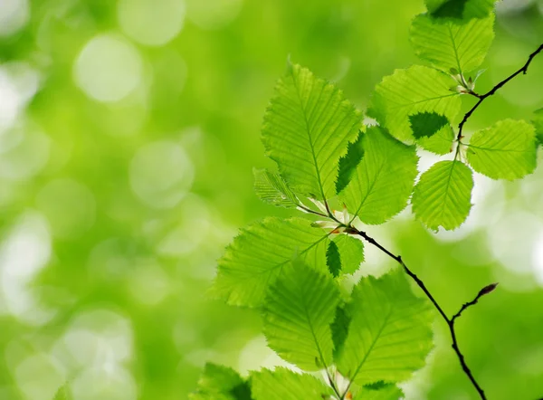 Folhas verdes nos fundos verdes — Fotografia de Stock