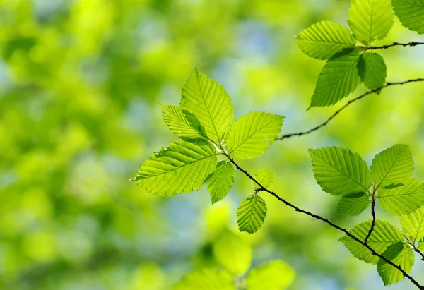 Groene bladeren op de groene achtergrond — Stockfoto