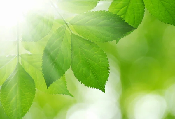 Зелене листя на зеленому фоні — стокове фото