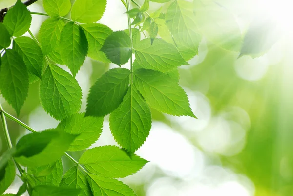 Hojas verdes — Foto de Stock