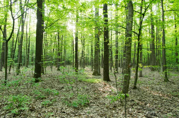 Skog — Stockfoto