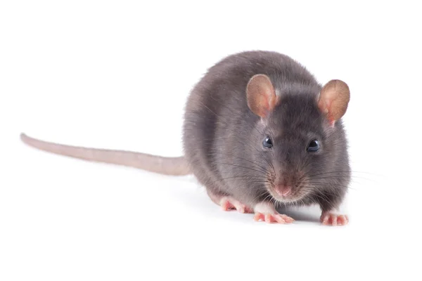 Rat Close Geïsoleerd Witte Achtergrond — Stockfoto